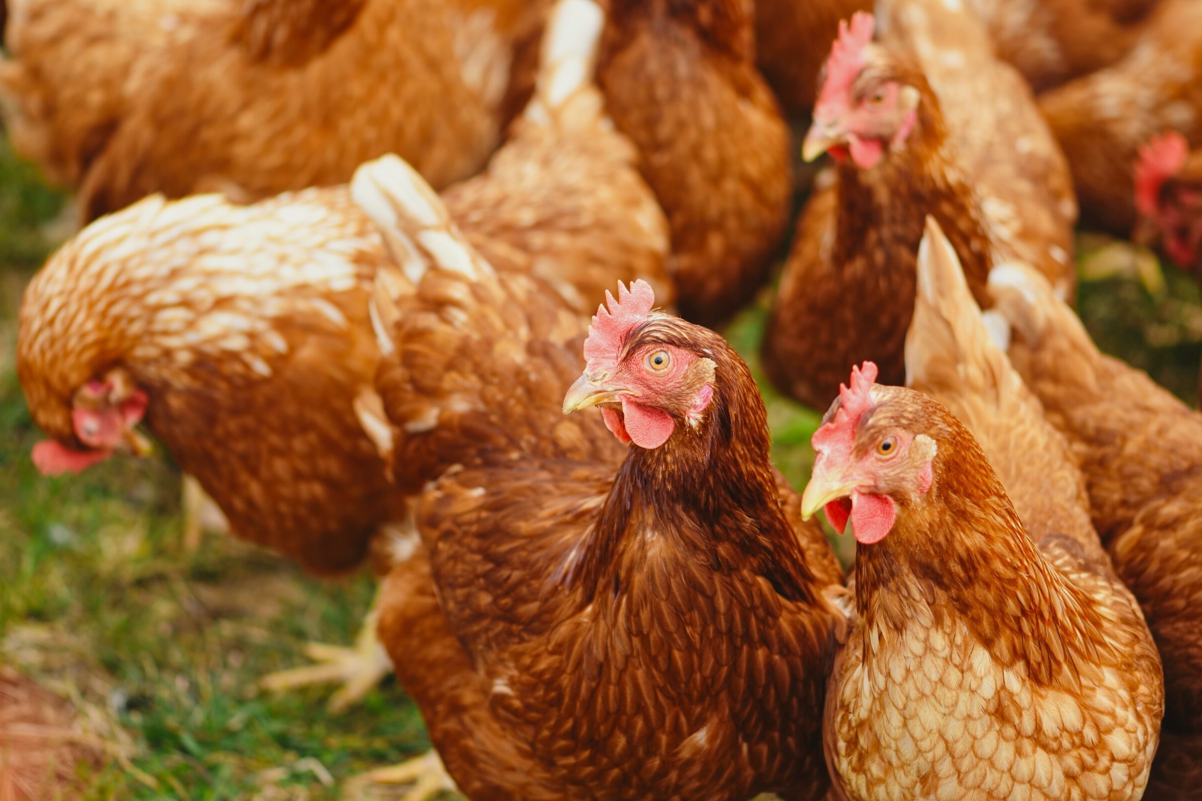 Adding value to poultry litter BMC Moerdijk